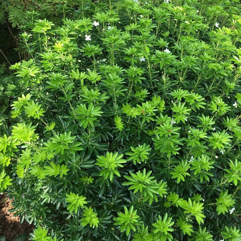 Choisya × Dewitteana Greenfingers ('Lissfing') (PBR) - Image 3