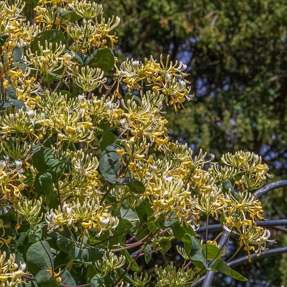 Lonicera 'Cream Cascade'