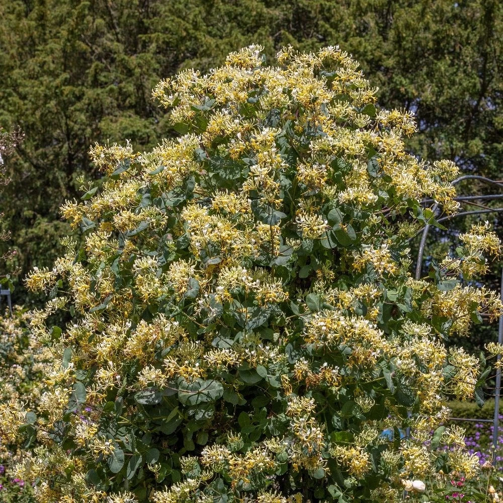 Lonicera 'Cream Cascade' - Image 2