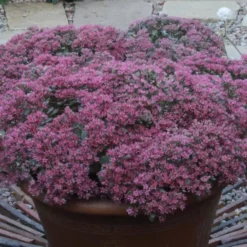 Hylotelephium Ewersii Var. Homophyllum 'Rosenteppich'