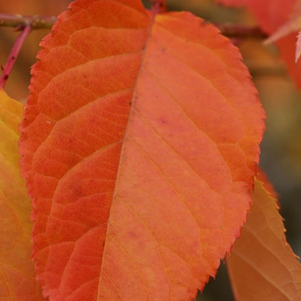 Prunus 'Kofugen' - Image 4