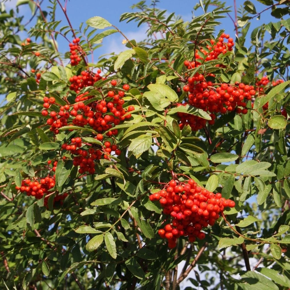 Sorbus Aucuparia - Image 2