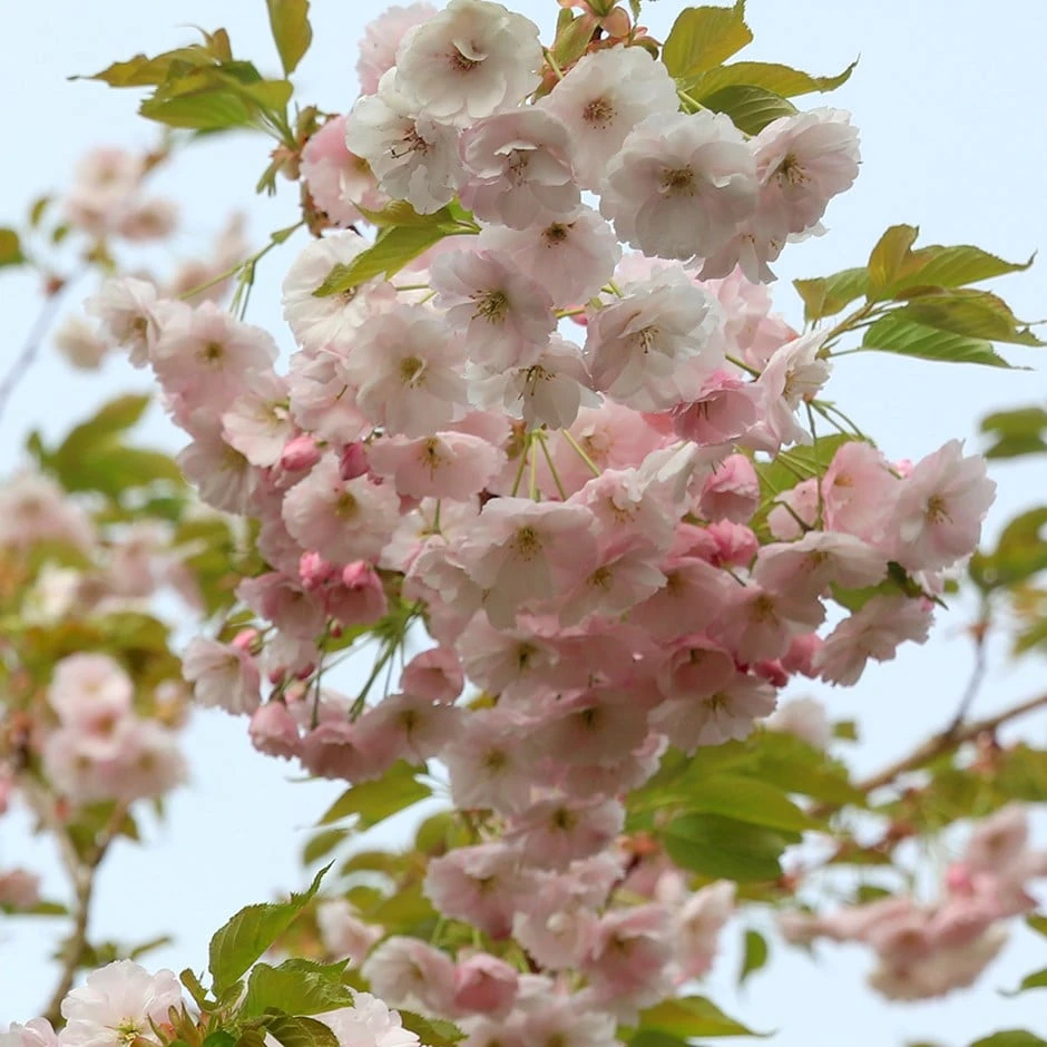 Prunus 'Ichiyo'