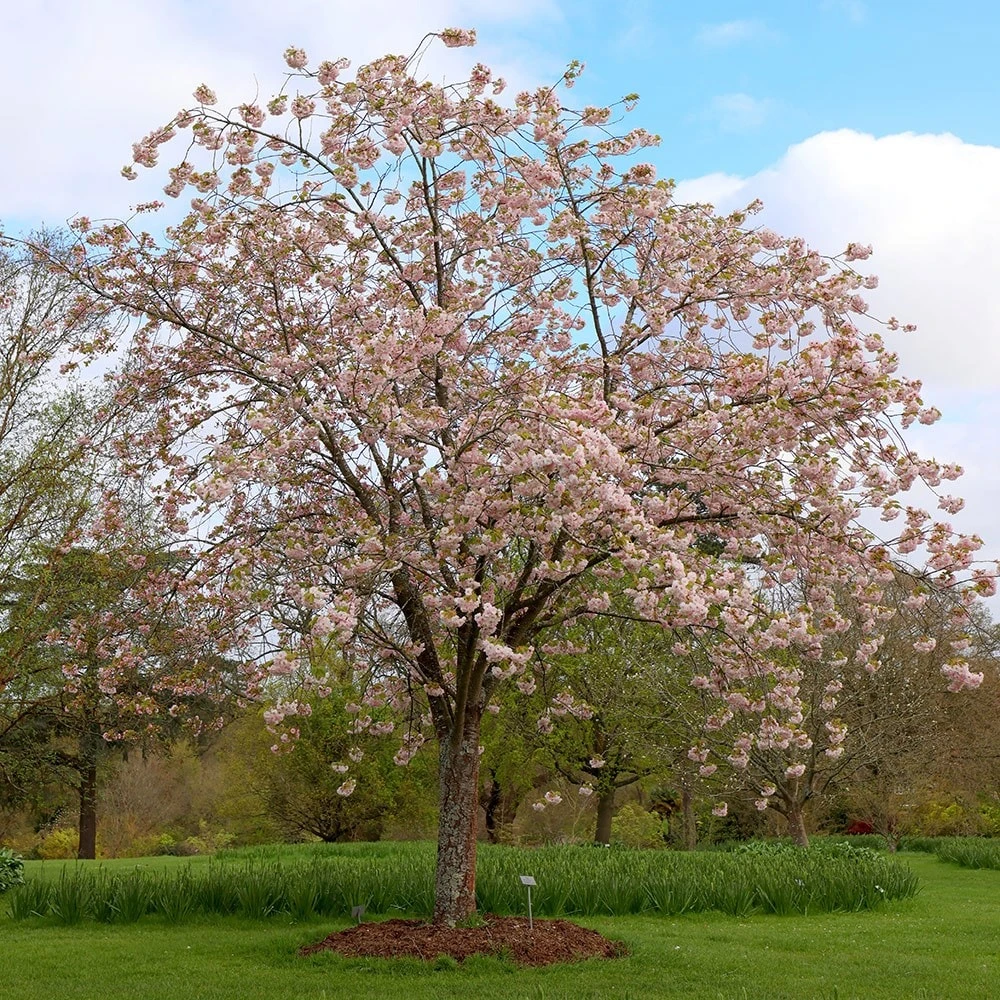 Prunus 'Ichiyo' - Image 2