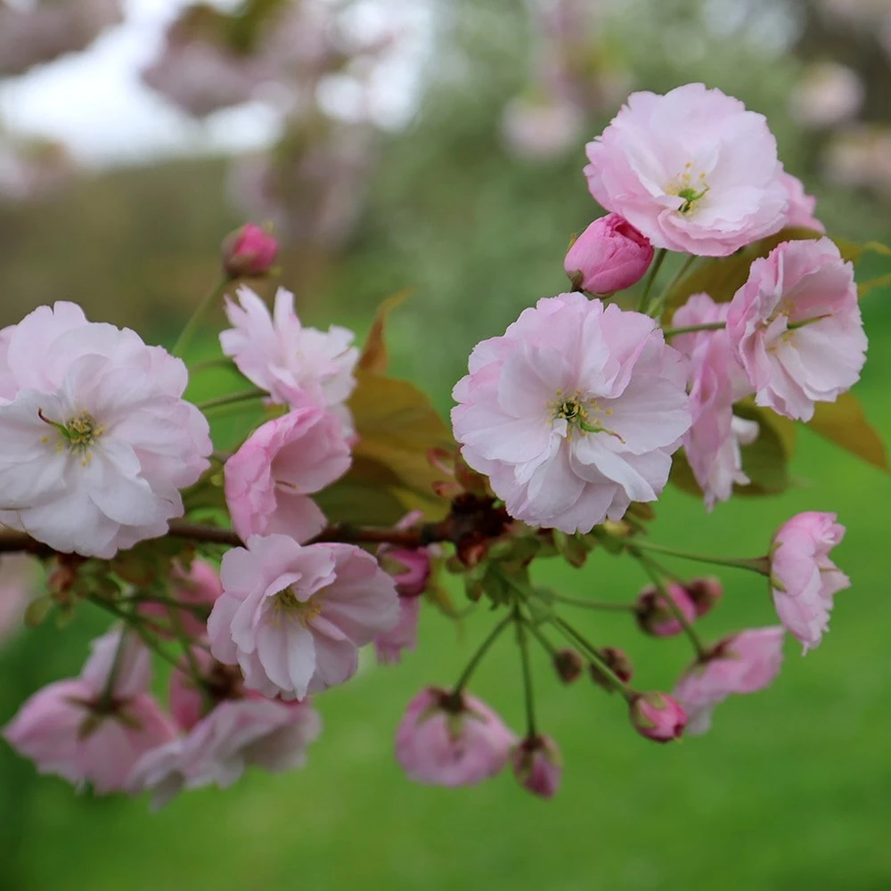 Prunus 'Ichiyo' - Image 3