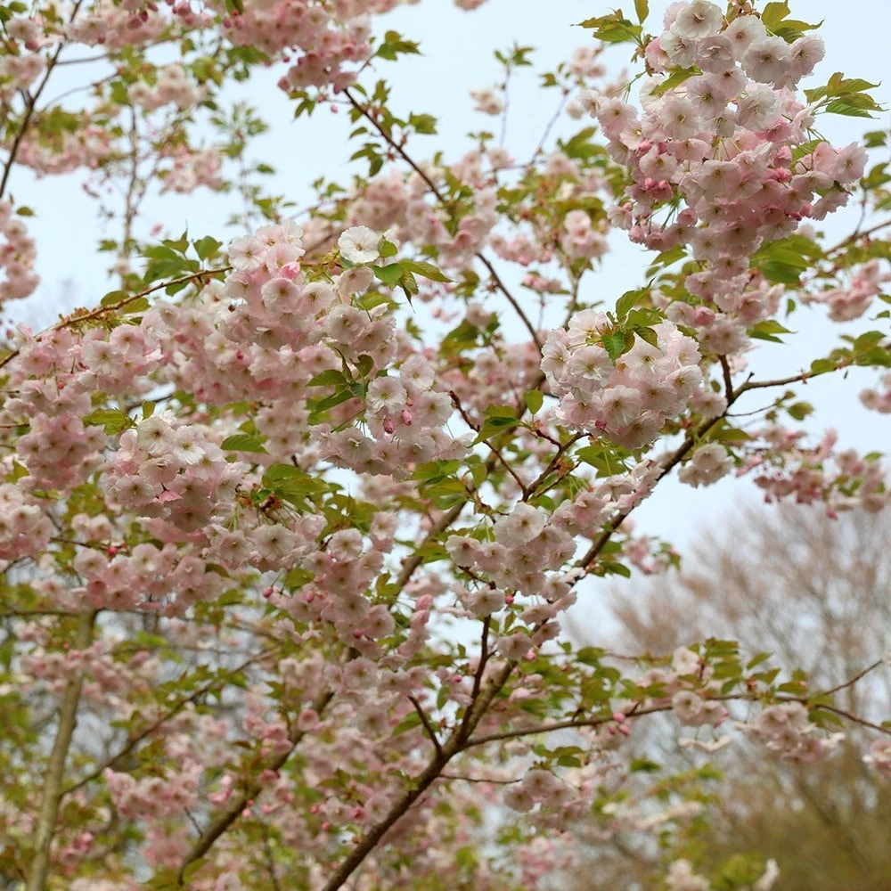 Prunus 'Ichiyo' - Image 4