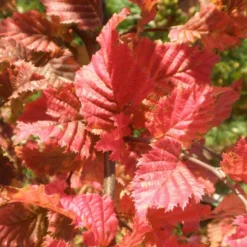Carpinus Betulus Rockhampton Red ('Lochglow') (PBR)
