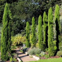 Cupressus Sempervirens