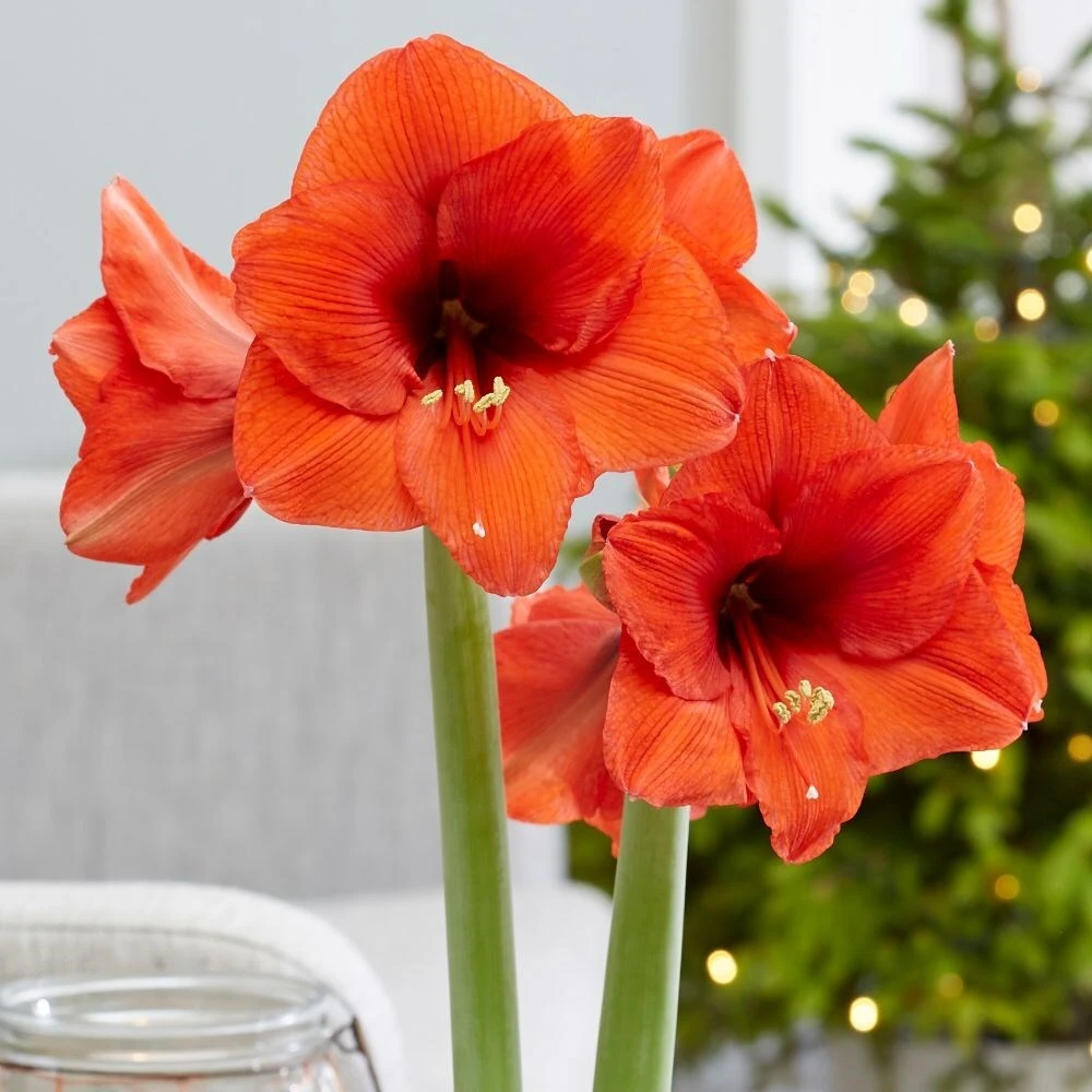 Hippeastrum 'Royal Red' - Image 2
