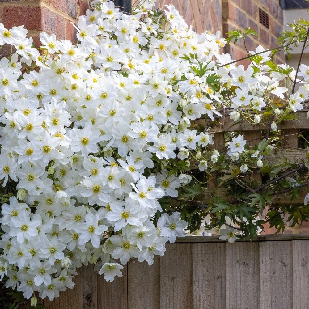 Clematis × Cartmanii 'Avalanche' (PBR) - Image 3