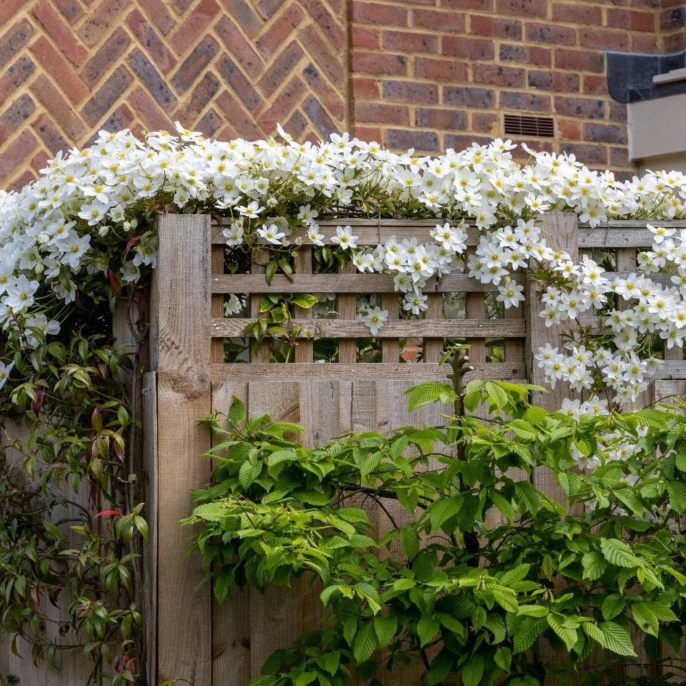 Clematis × Cartmanii 'Avalanche' (PBR) - Image 4