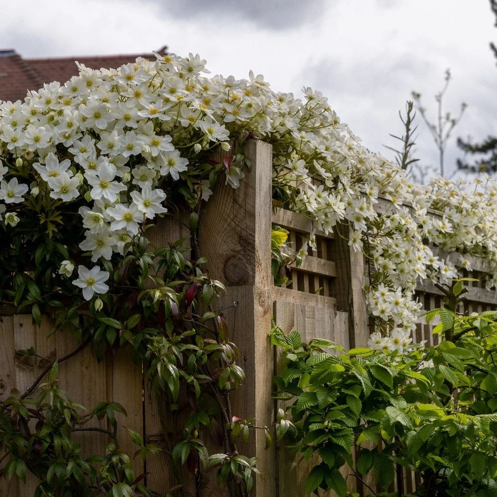Clematis × Cartmanii 'Avalanche' (PBR) - Image 5