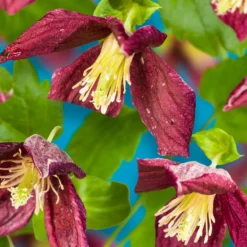 Clematis Cirrhosa Var. Purpurascens 'Lansdowne Gem'