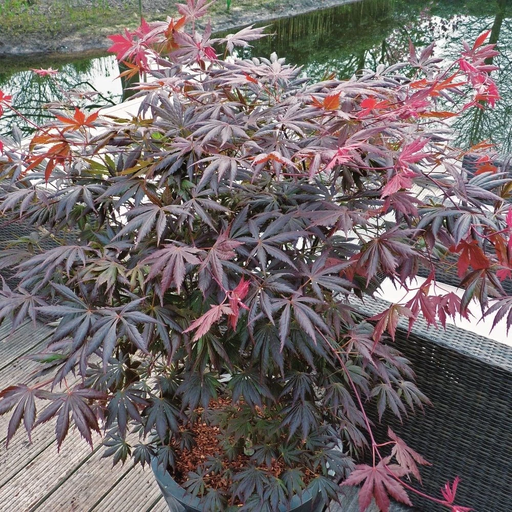 Acer Palmatum 'Trompenburg' - Image 2