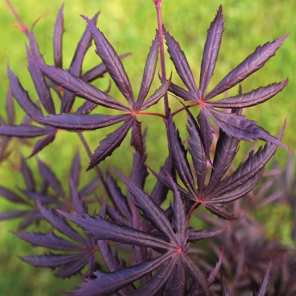 Acer Palmatum 'Trompenburg' - Image 3