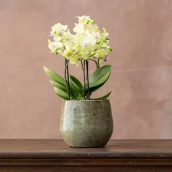 Phalaenopsis 'Boquetto Sensation'