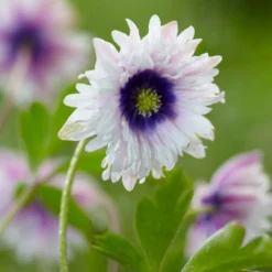 Anemone Nemorosa 'Blue Eyes'