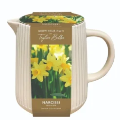 Indoor Ceramic Narcissi Jug