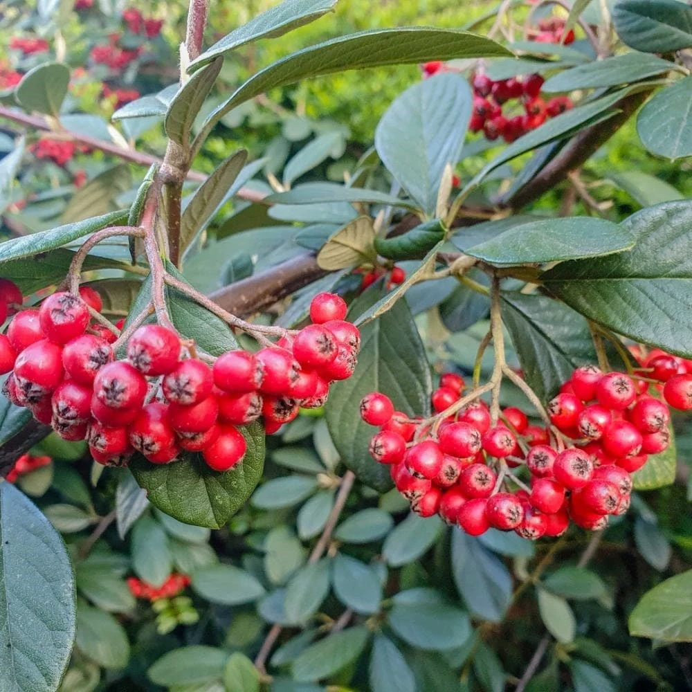 Cotoneaster Franchetii - Image 2
