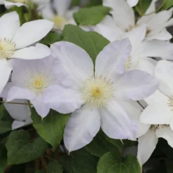 Clematis Ice Blue ('Evipo003') (PBR) (Prairie Series)