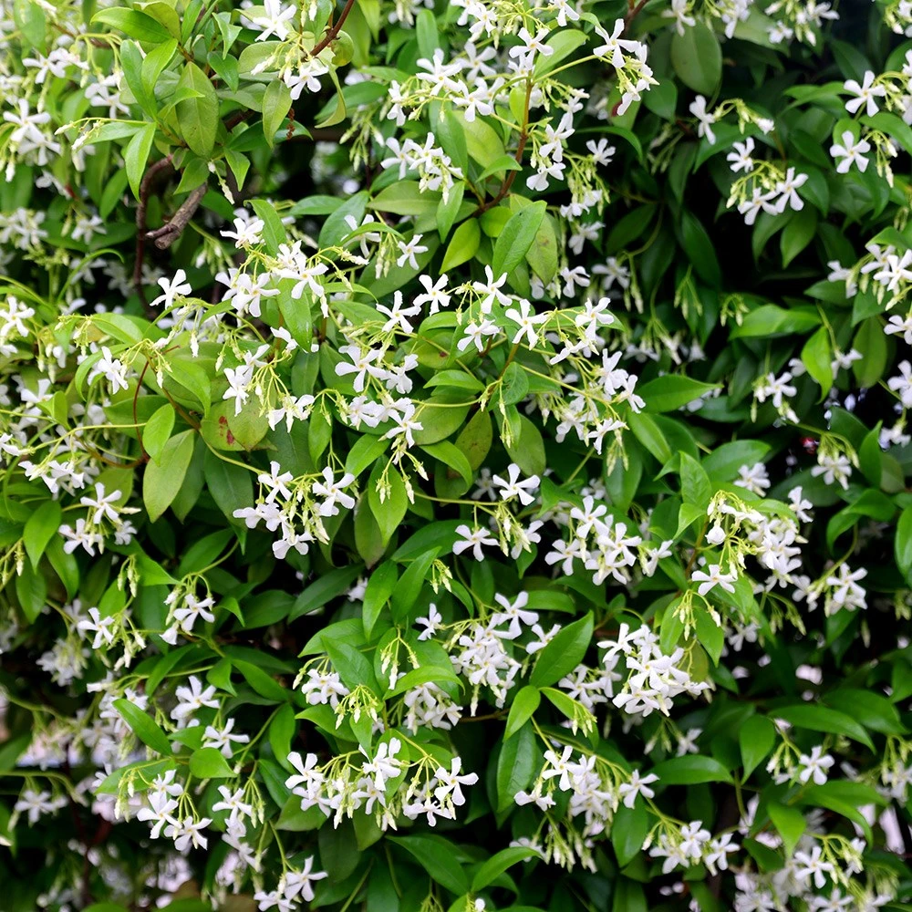 Trachelospermum Jasminoides - Image 3