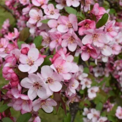 Malus 'Candymint'