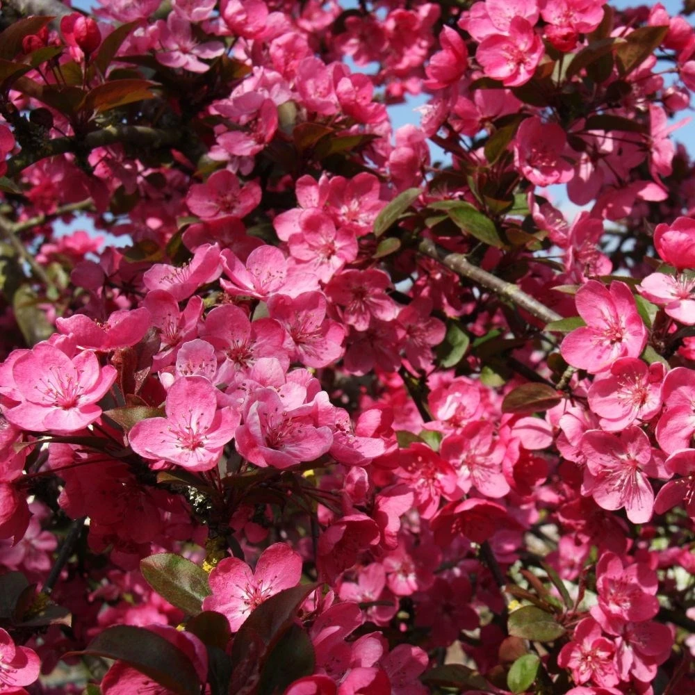 Malus 'Princeton Cardinal' - Image 2