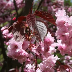 Prunus 'Royal Burgundy'