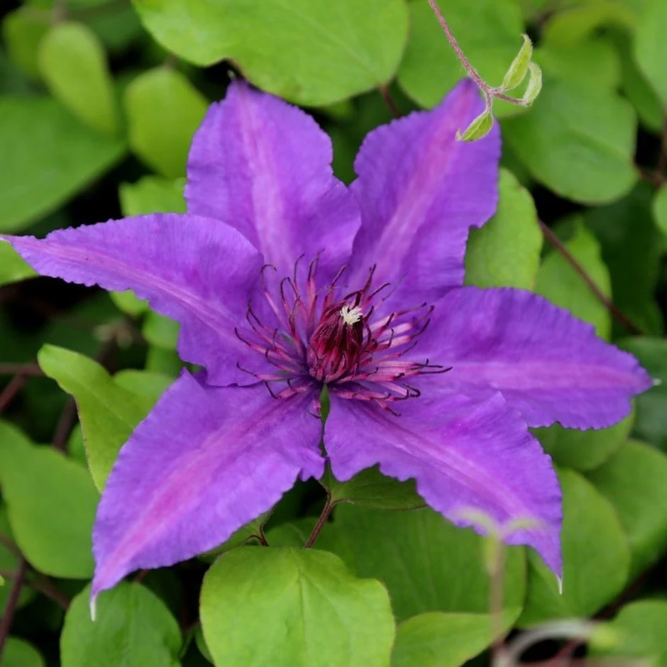 Clematis Edda ('Evipo074') (PBR) (Boulevard Series)