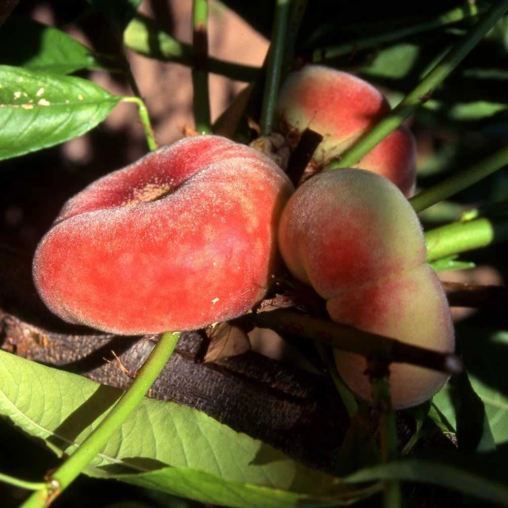 Peach 'Saturn' - Image 2