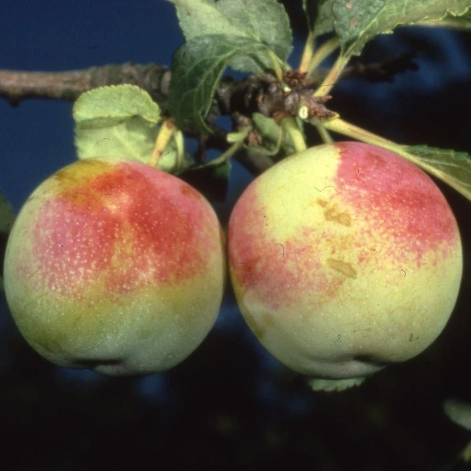 Greengage 'Early Transparent'