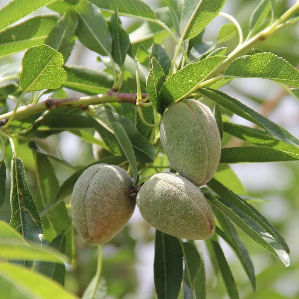 Almond 'Robijn' - Image 2