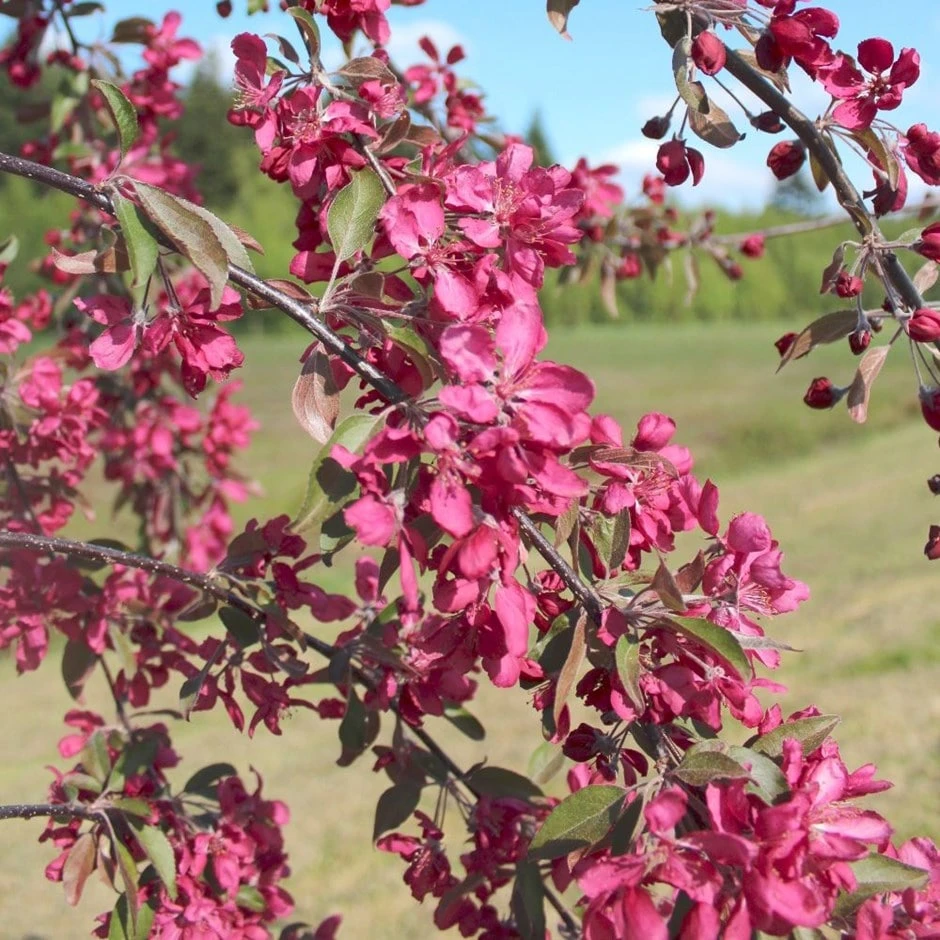 Malus × Purpurea 'Crimson Cascade'
