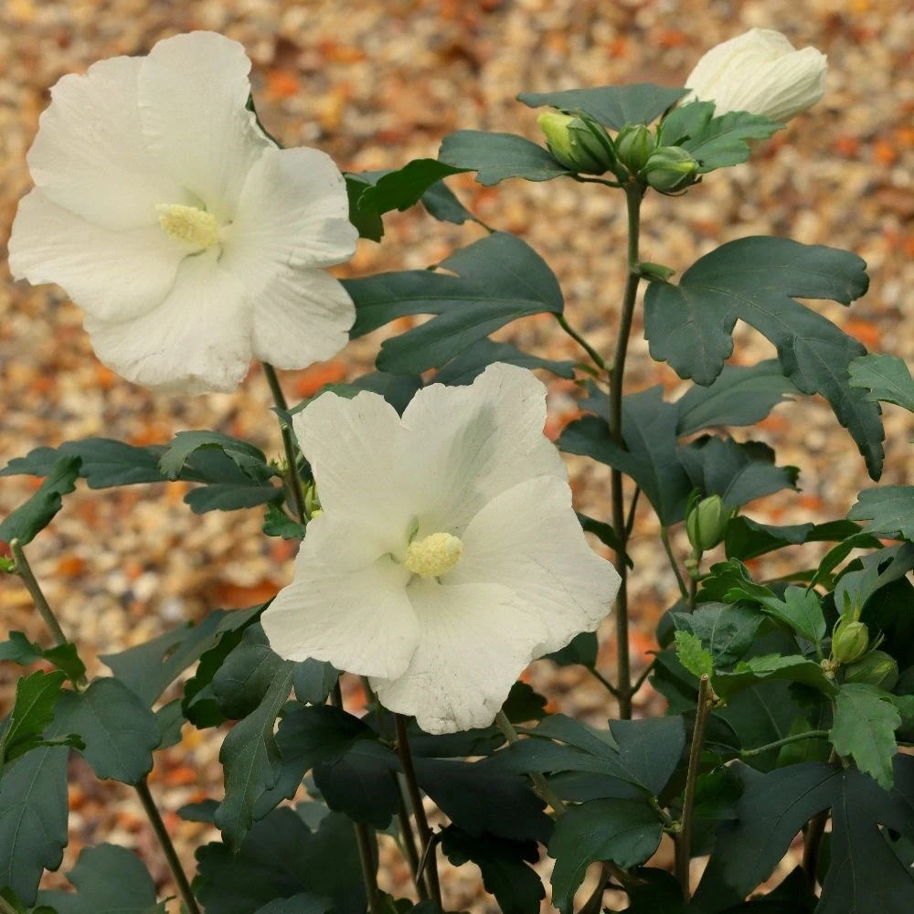 Hibiscus Syriacus 'William R. Smith' - Image 2
