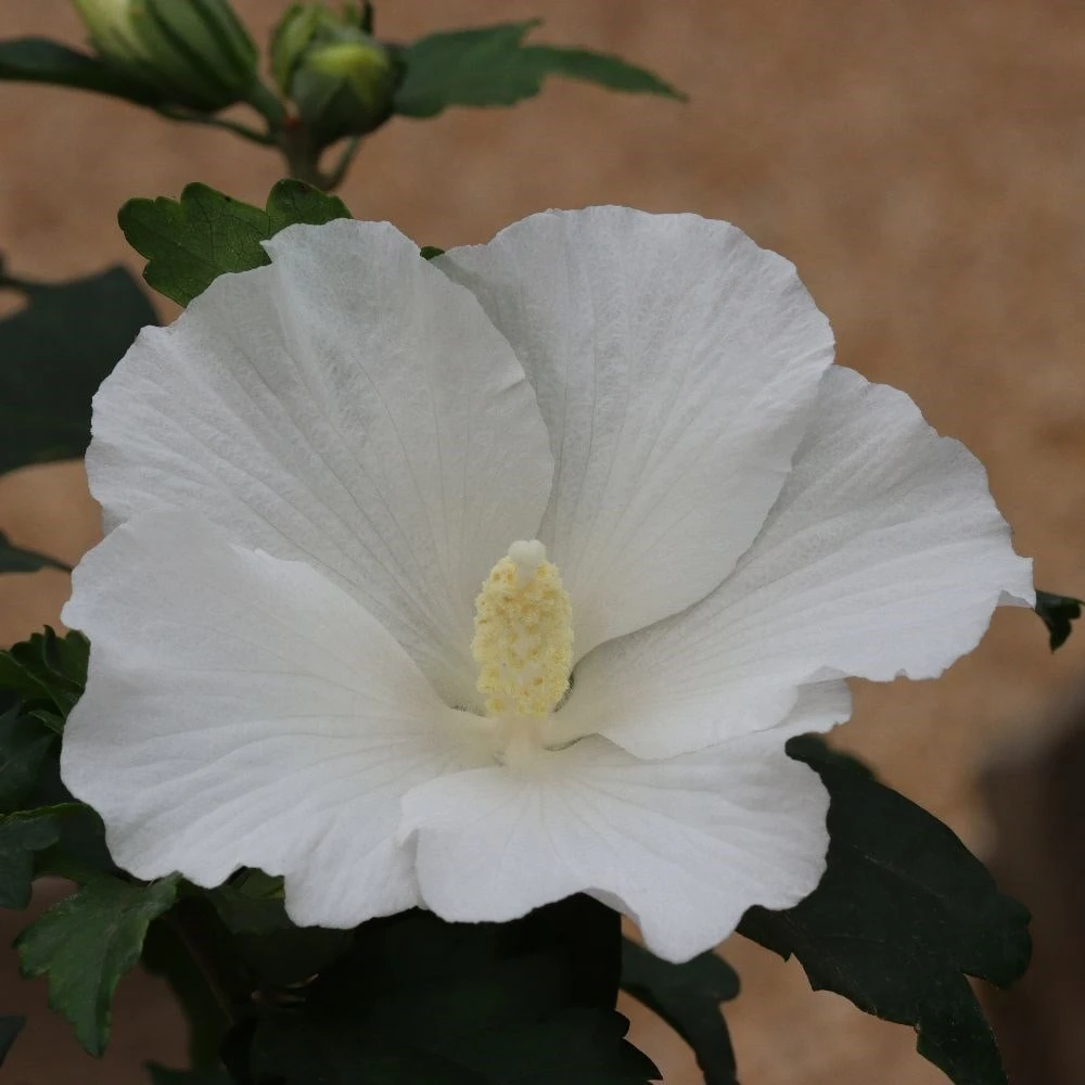 Hibiscus Syriacus 'William R. Smith' - Image 3