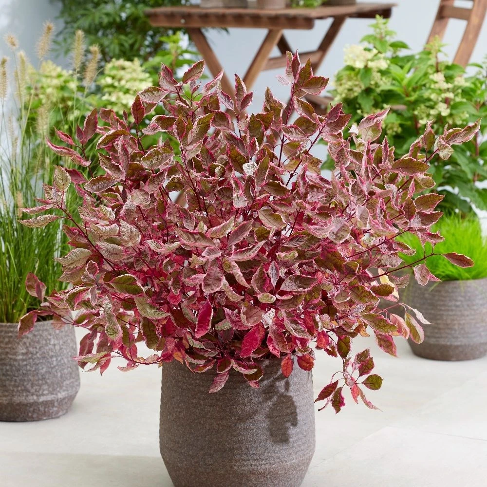 Cornus Alba Miracle ('Verpaalen2') (PBR) - Image 2