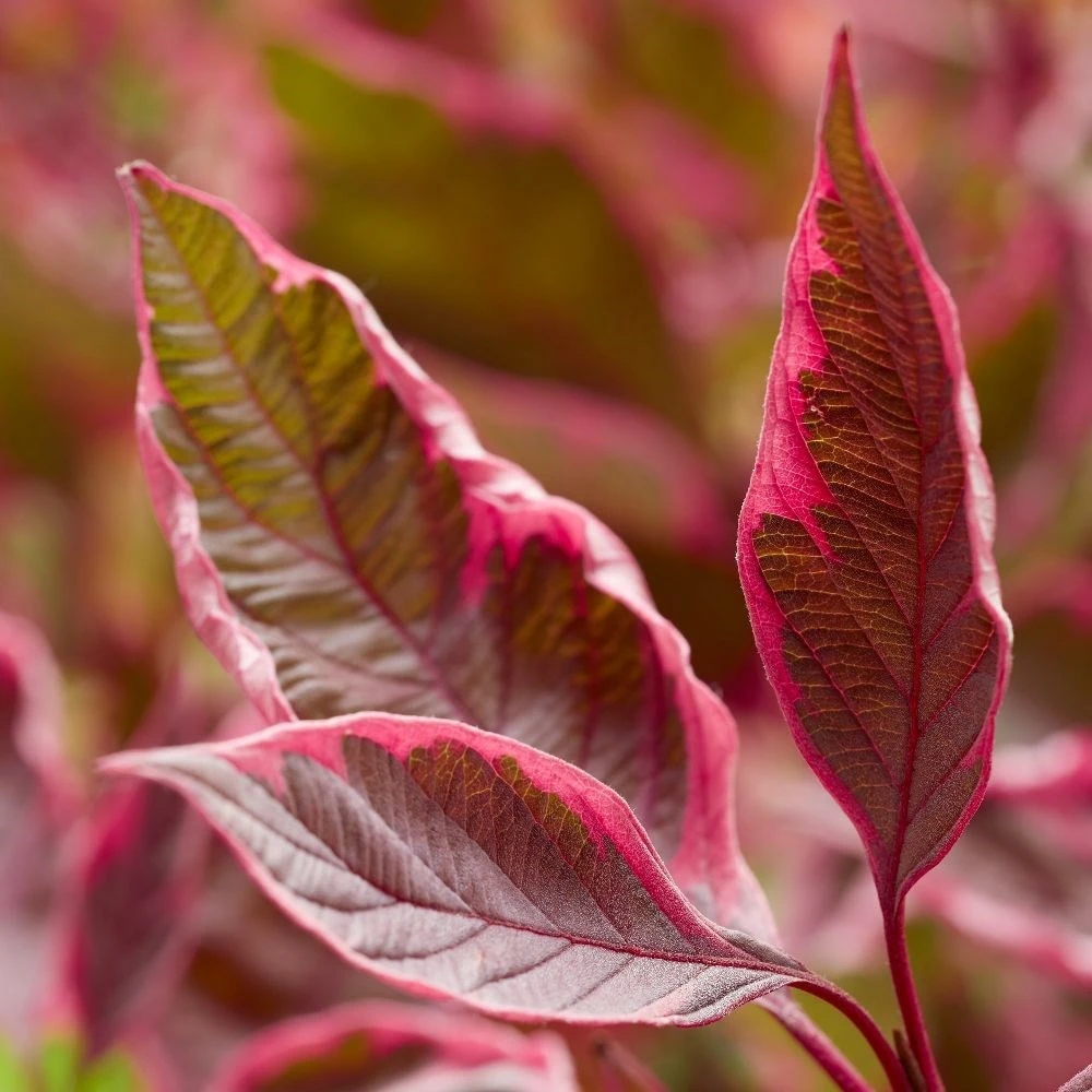 Cornus Alba Miracle ('Verpaalen2') (PBR) - Image 3
