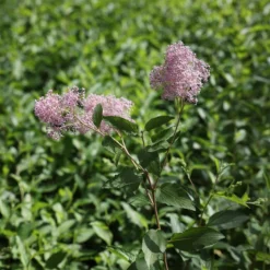 Ceanothus 'Marie-rose'