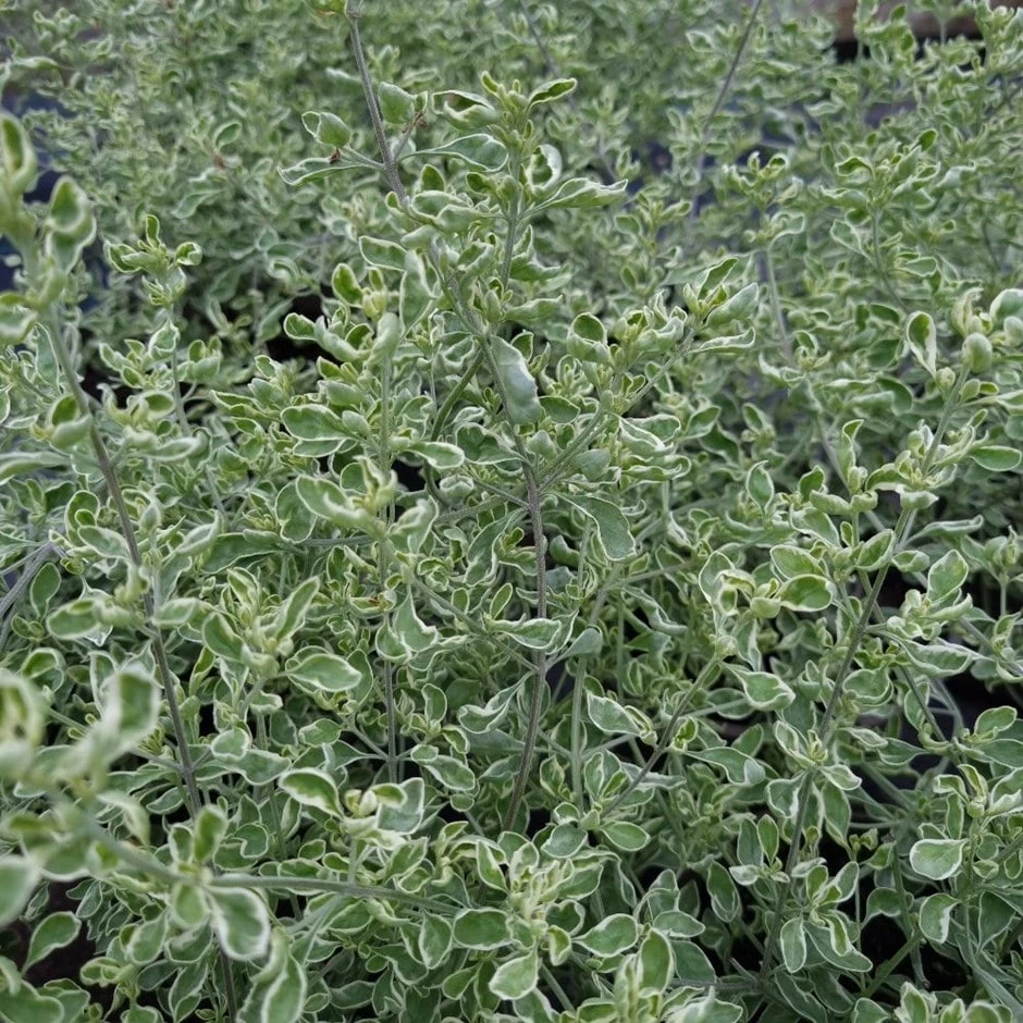 Prostanthera Ovalifolia 'Variegata'