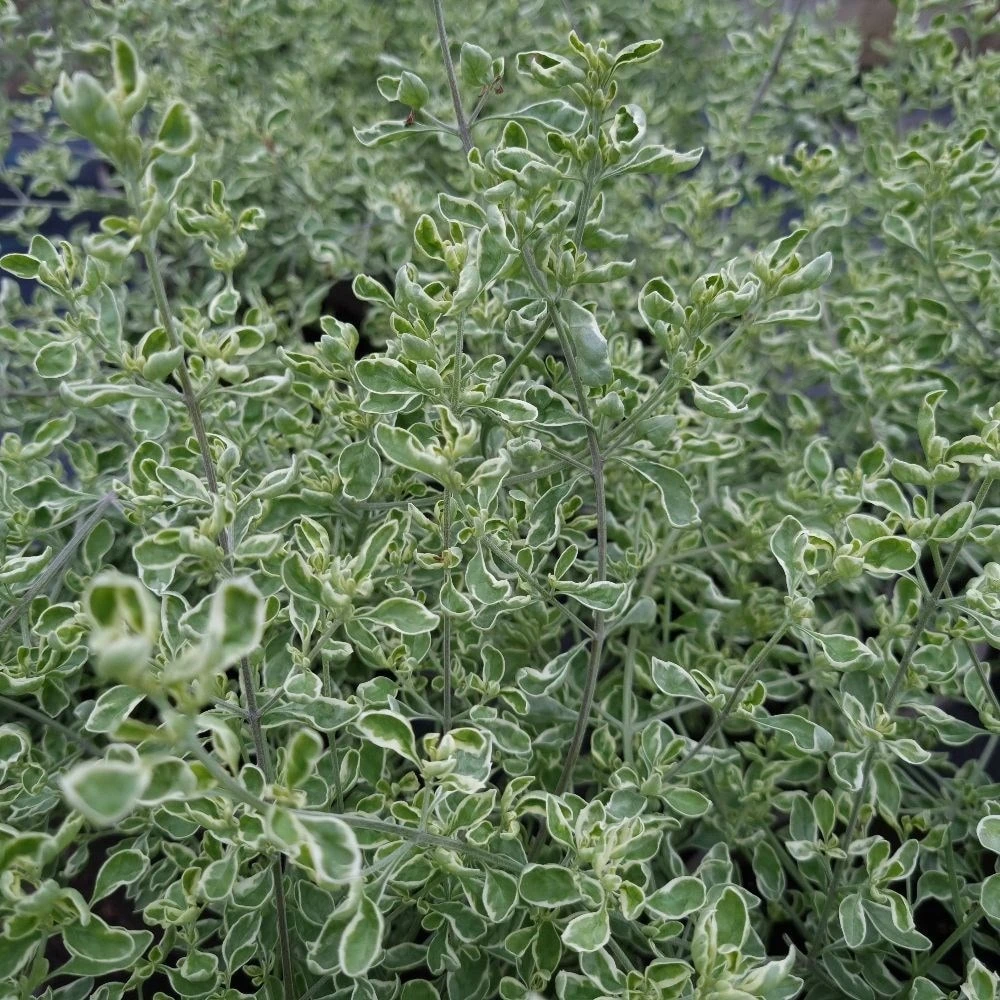 Prostanthera Ovalifolia 'Variegata' - Image 2