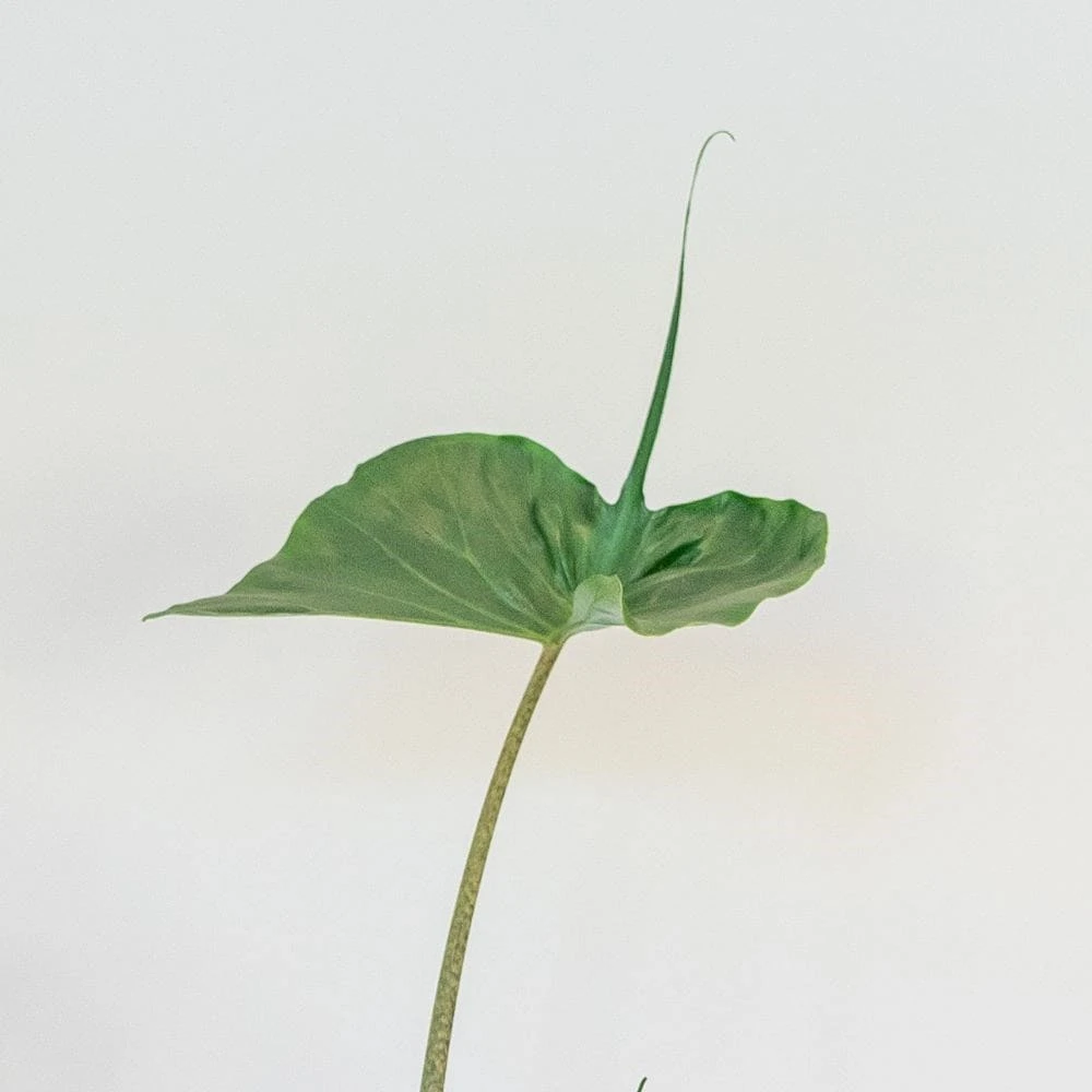 Alocasia 'Stingray' - Image 2