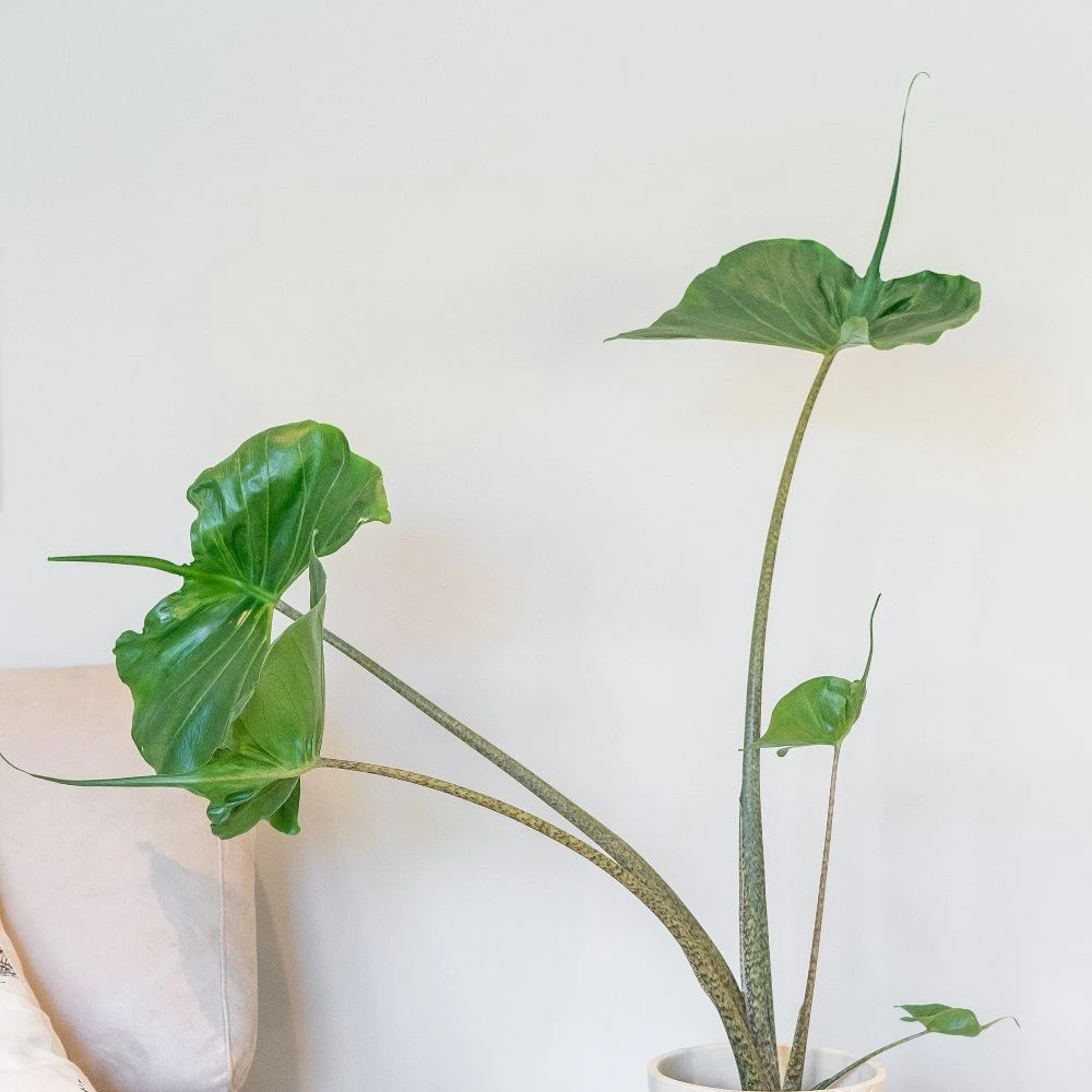 Alocasia 'Stingray' - Image 3
