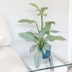 Philodendron 'Silver Queen'