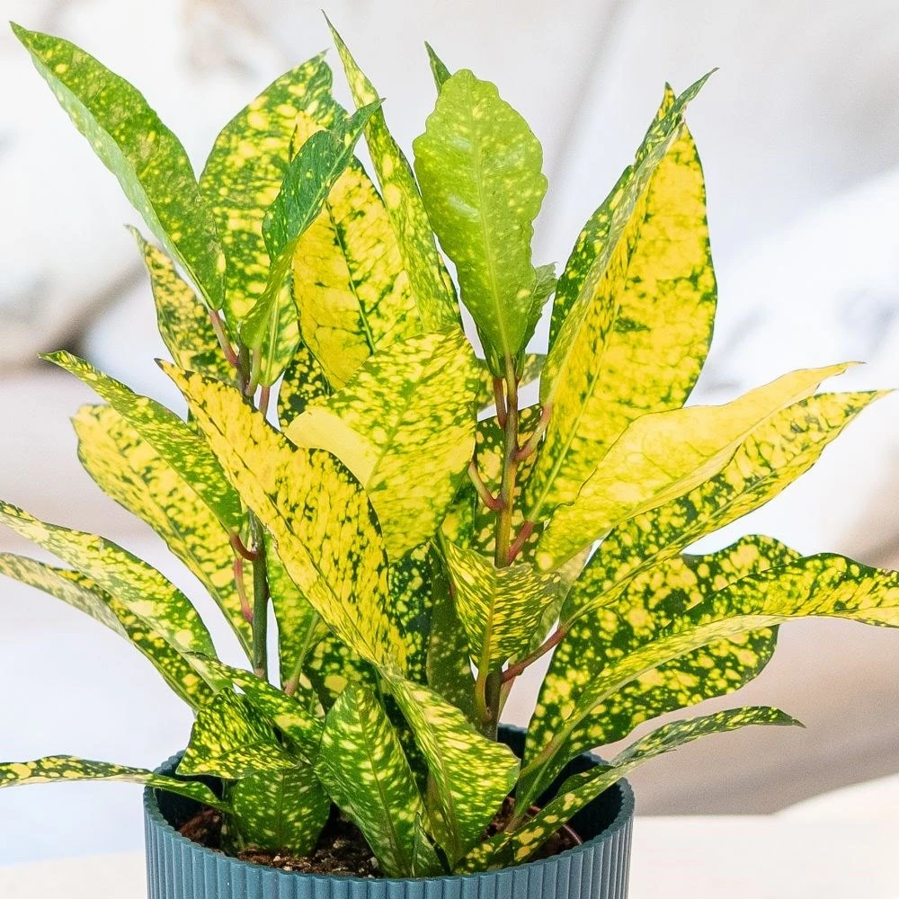Codiaeum Variegatum Var. Pictum 'Gold Sun' - Image 2