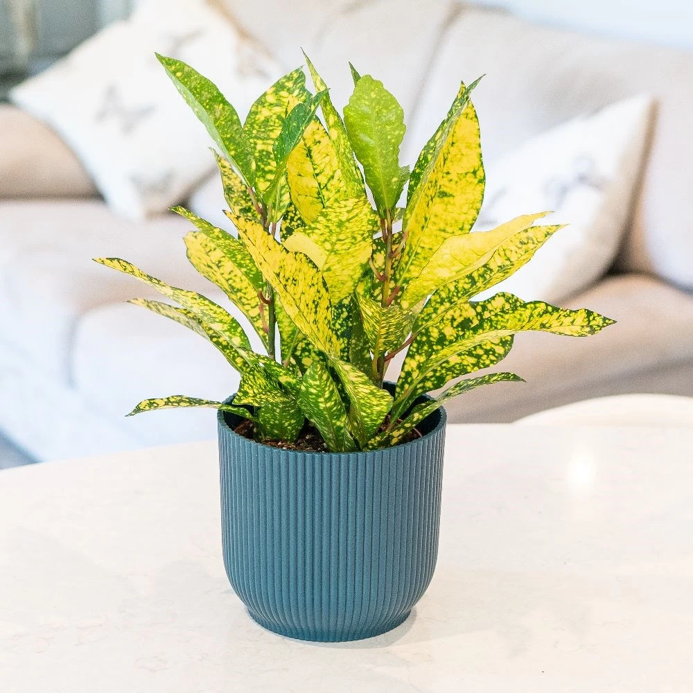 Codiaeum Variegatum Var. Pictum 'Gold Sun' - Image 3