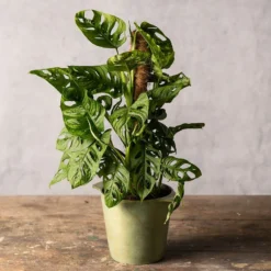 Monstera 'Monkey Leaf'