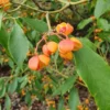 Euonymus Myrianthus