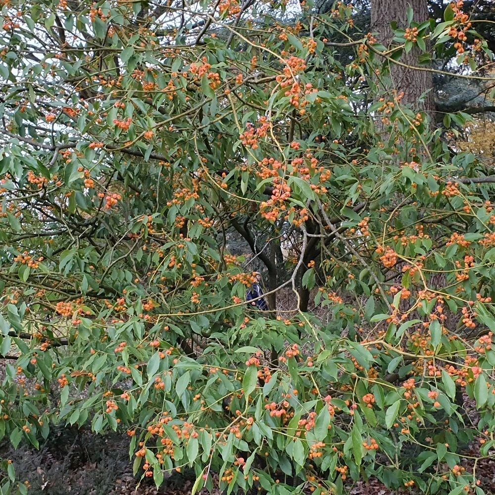 Euonymus Myrianthus - Image 2