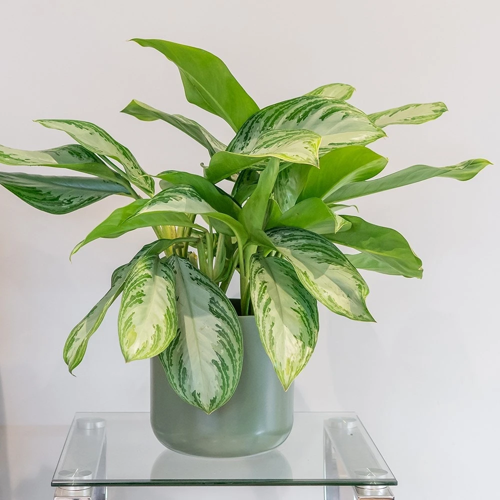 Aglaonema 'Silver Bay' - Image 3