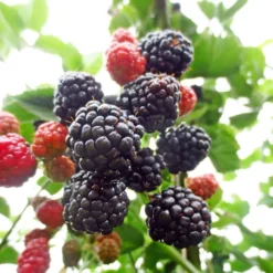 Blackberry 'Adrienne'